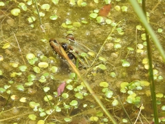 Leptodactylus luctator