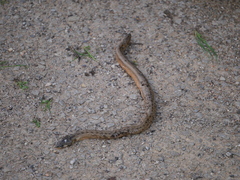 Macroprotodon mauritanicus