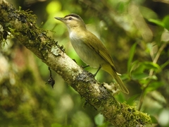 Vireo chivi