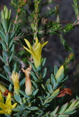 Hypericum aegypticum webbii