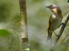 Vireo chivi