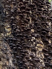 Agaricomycotina