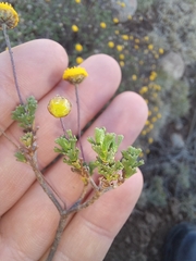 Pentzia tortuosa
