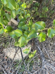 Prunus ilicifolia ilicifolia