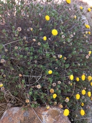 Pentzia tortuosa