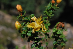 Hypericum balearicum