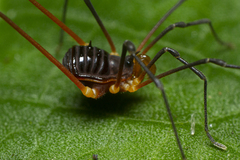 Cryptogeobiidae