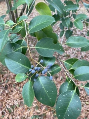 Ligustrum lucidum