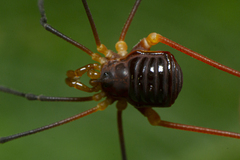 Cryptogeobiidae