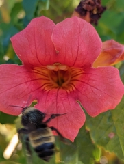 Campsis grandiflora