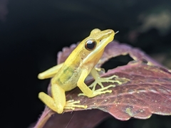 Indosylvirana