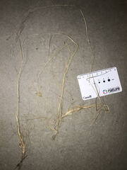 Agrostis perennans