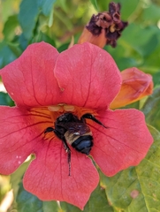 Campsis grandiflora