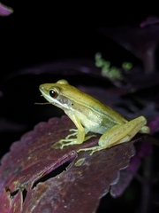 Indosylvirana