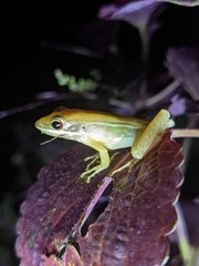 Indosylvirana