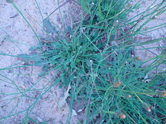 Hypochaeris radicata