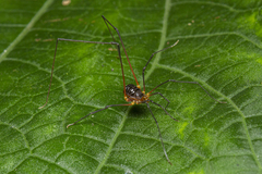 Cryptogeobiidae