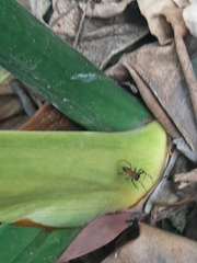 Alpaida gallardoi