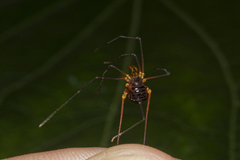 Cryptogeobiidae