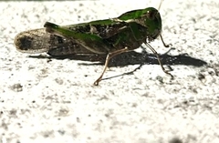 Gastrimargus marmoratus