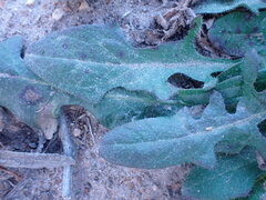 Hypochaeris radicata