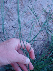 Hypochaeris radicata