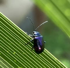 Alticina