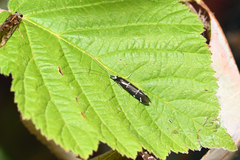 Athripsodes albifrons