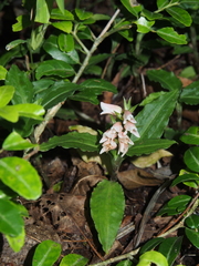 Goodyera foliosa laevis