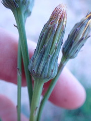 Hypochaeris radicata