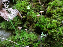 Arrhenia rickenii