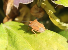 Carpocoris fuscispinus