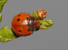 Subcoccinella vigintiquatuorpunctata