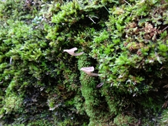 Arrhenia rickenii
