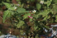 Lopezia racemosa