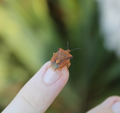 Carpocoris fuscispinus