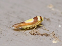 Colladonus clitellarius