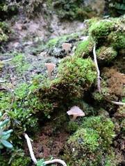 Arrhenia rickenii