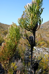 Leucadendron comosum comosum
