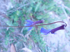 Lobelia tomentosa