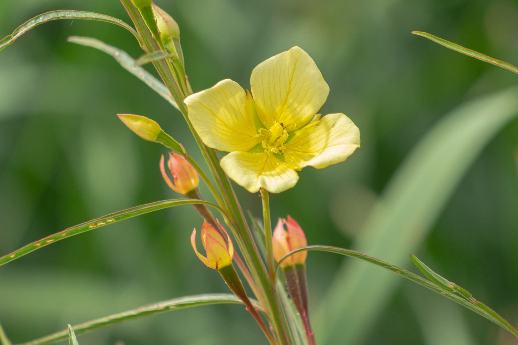Ludwigia longifolia