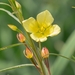 Longleaf Primrose-Willow - Photo (c) Guilherme Cameis Freda, some rights reserved (CC BY-NC), uploaded by Guilherme Cameis Freda
