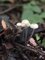 Roridomyces roridus
