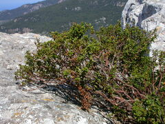 Hypericum balearicum