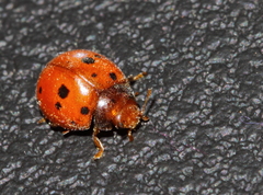 Subcoccinella vigintiquatuorpunctata
