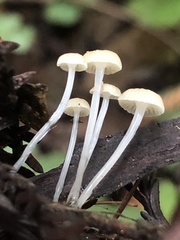 Roridomyces roridus