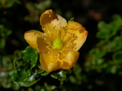 Hypericum balearicum