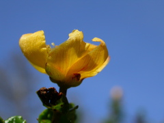 Hypericum balearicum