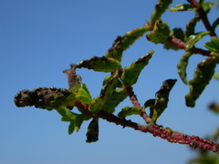 Hypericum balearicum
