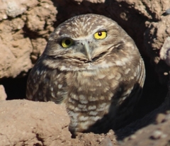 Athene cunicularia hypugaea